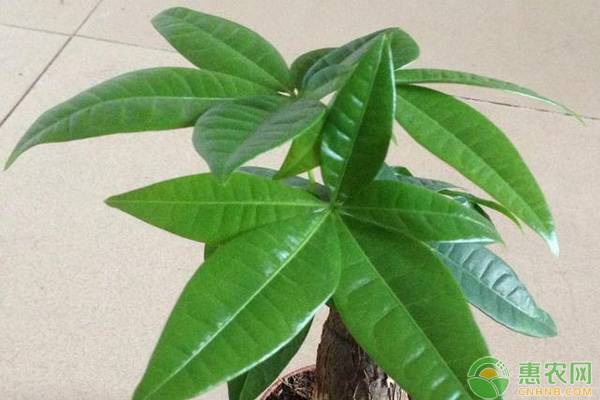 发财树用什么肥料最有用?这三种肥料就很不错 发财树用什么肥料最有用?这三种肥料就很不错-图片版权归惠农网所有