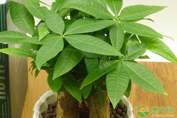 春天发财树叶子发黄怎么办？-图片版权归惠农网所有