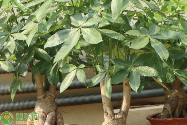 春天发财树叶子发黄怎么办？-图片版权归惠农网所有