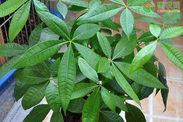 春天发财树叶子发黄怎么办？-图片版权归惠农网所有