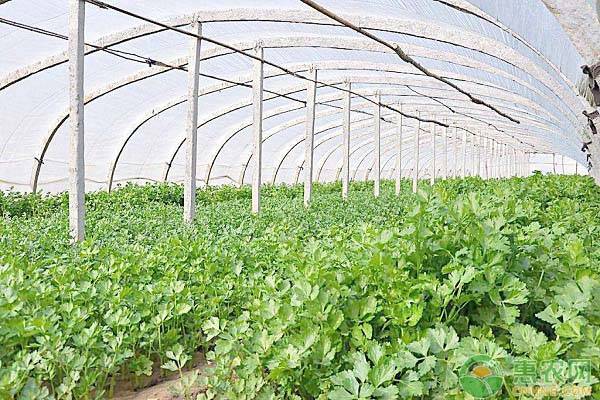 香菜的田间管理要点-图片版权归惠农网所有