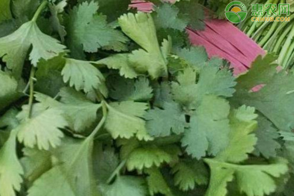 冬季香菜的种植技术及要点-图片版权归惠农网所有