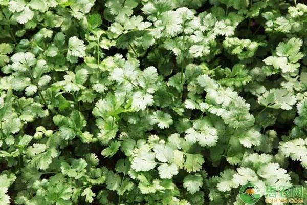 香菜反季节种植方法-图片版权归惠农网所有