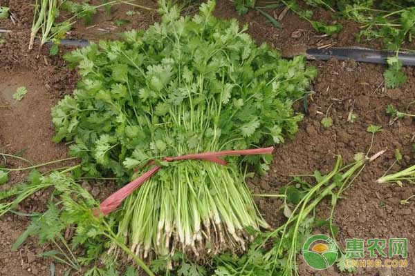 如何防治香菜叶斑病?香菜叶斑病防治技术-图片版权归惠农网所有