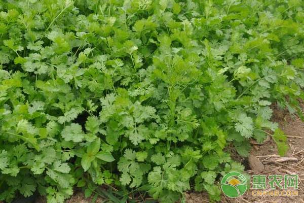 如何防治香菜叶斑病?香菜叶斑病防治技术-图片版权归惠农网所有