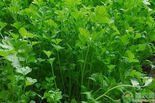 冬季阳台种植香菜方法-图片版权归惠农网所有