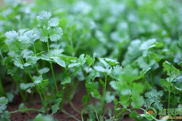 高温季节要如何种植香菜？做好这三大点就足够！-图片版权归惠农网所有