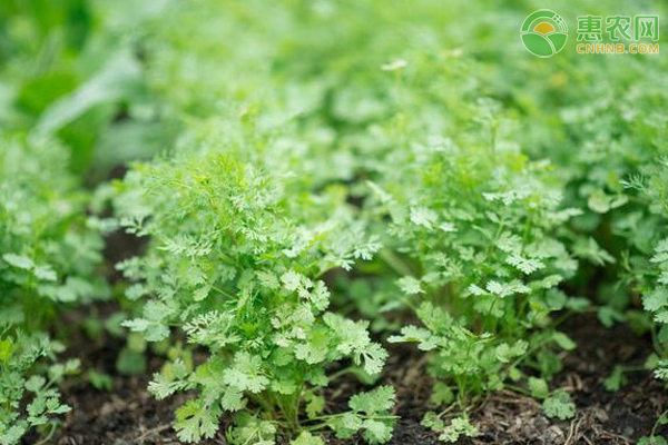 香菜如何种植才能高产？-图片版权归惠农网所有