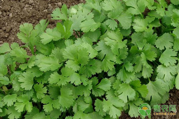 香菜如何种植才能高产？-图片版权归惠农网所有