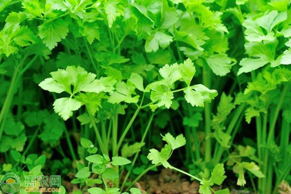 香菜如何种植才能高产？-图片版权归惠农网所有