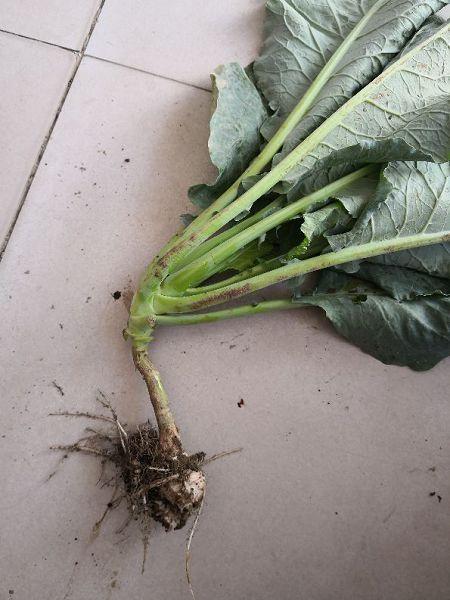 带皮五花肉种植技术