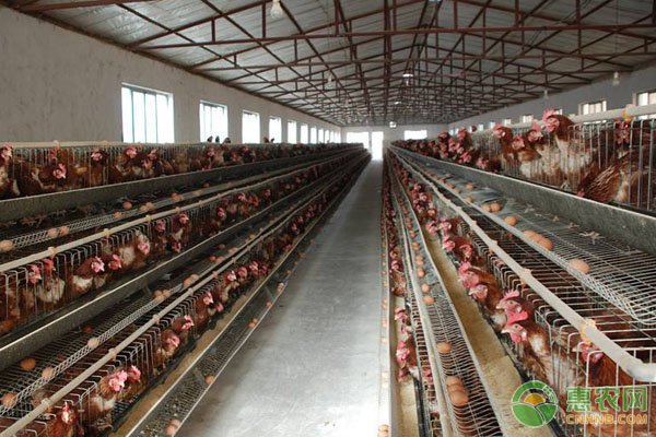 鸡病的症状及治疗方法-图片版权归惠农网所有