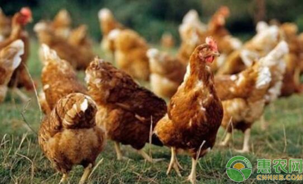 鸡啄肛怎么办？鸡啄肛原因及防治措施-图片版权归惠农网所有