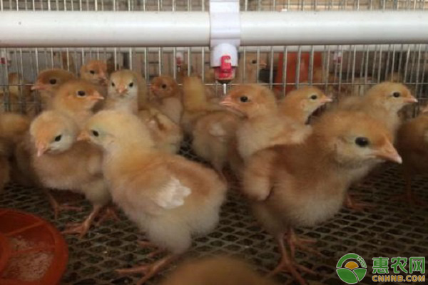 冬季雏鸡管理需要掌握哪些要点？这四点是重中之重！-图片版权归惠农网所有