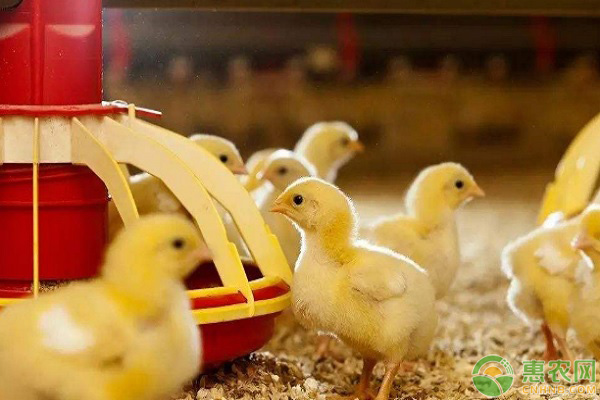 冬季雏鸡管理需要掌握哪些要点？这四点是重中之重！-图片版权归惠农网所有