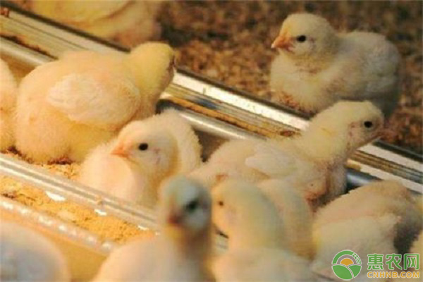 冬季雏鸡管理需要掌握哪些要点？这四点是重中之重！-图片版权归惠农网所有