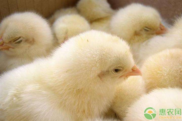 为什么雏鸡死淘率高？养殖雏鸡时要如何管理控制？-图片版权归惠农网所有