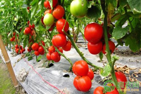 西红柿种植技术 番茄西红柿种植技术-图片版权归惠农网所有