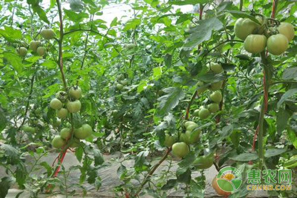 西红柿 番茄西红柿种植技术-图片版权归惠农网所有