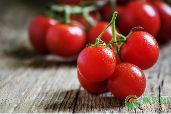 番茄种植前需要准备什么?番茄播种前准备工作步骤 番茄种植前需要准备什么?番茄播种前准备工作步骤-图片版权归惠农网所有