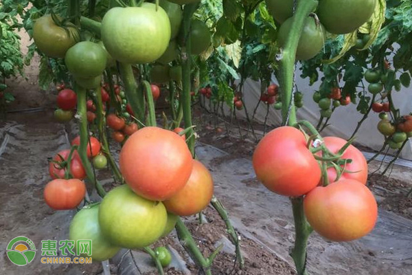 冬季如何有效减少大棚番茄残次果？-图片版权归惠农网所有