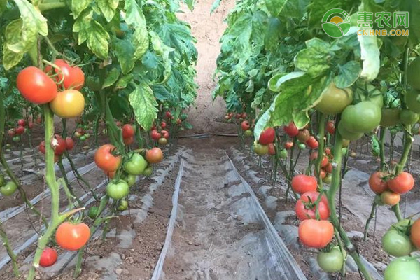 冬季如何有效减少大棚番茄残次果？-图片版权归惠农网所有