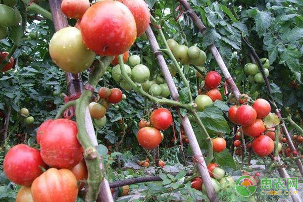 冬季如何有效减少大棚番茄残次果？-图片版权归惠农网所有