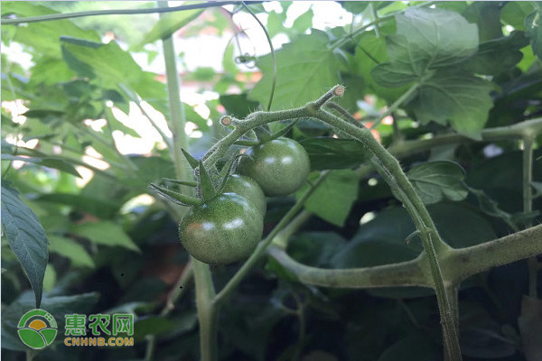 冬季温室大棚西红柿管理技术-图片版权归惠农网所有