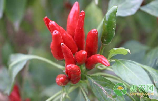 辣椒怎么种？辣椒无公害种植技术-图片版权归惠农网所有