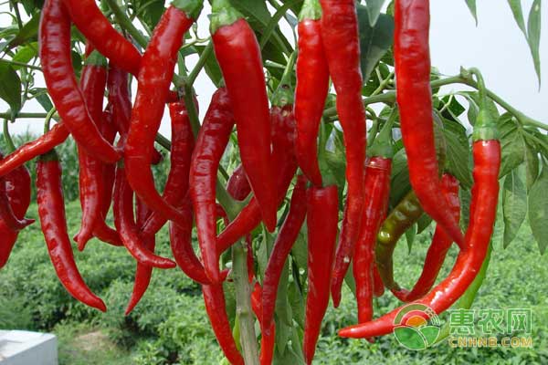 辣椒怎么种？辣椒无公害种植技术-图片版权归惠农网所有