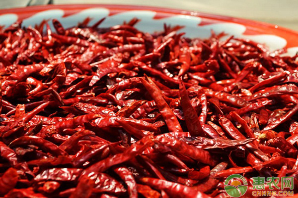 辣椒为什么会出现“3落”现象?该如何防治? 辣椒为什么会出现“3落”现象?该如何防治?-图片版权归惠农网所有