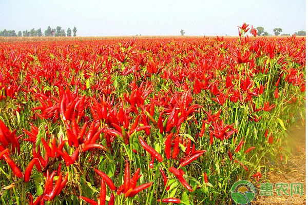 辣椒为什么会出现“3落”现象?该如何防治? 辣椒为什么会出现“3落”现象?该如何防治?-图片版权归惠农网所有