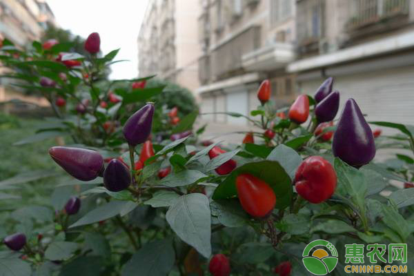 五彩椒怎么种？五彩椒种植方法介绍-图片版权归惠农网所有