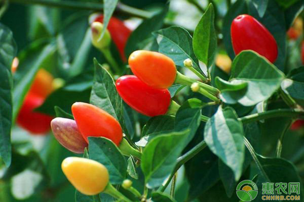 五彩椒怎么种？五彩椒种植方法介绍-图片版权归惠农网所有