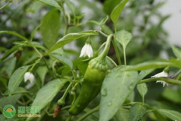 怎样种植好辣椒?-图片版权归惠农网所有