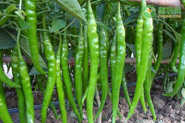 怎样种植好辣椒?-图片版权归惠农网所有
