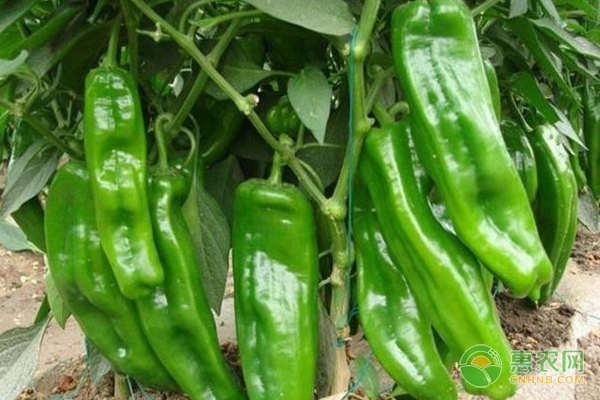 怎样种植好辣椒?-图片版权归惠农网所有