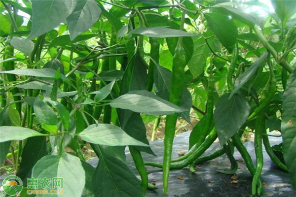 辣椒的种植时间和方法-图片版权归惠农网所有