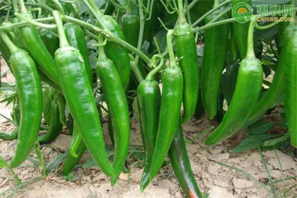 辣椒的种植时间和方法-图片版权归惠农网所有