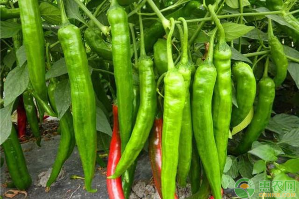 辣椒的种植时间和方法-图片版权归惠农网所有