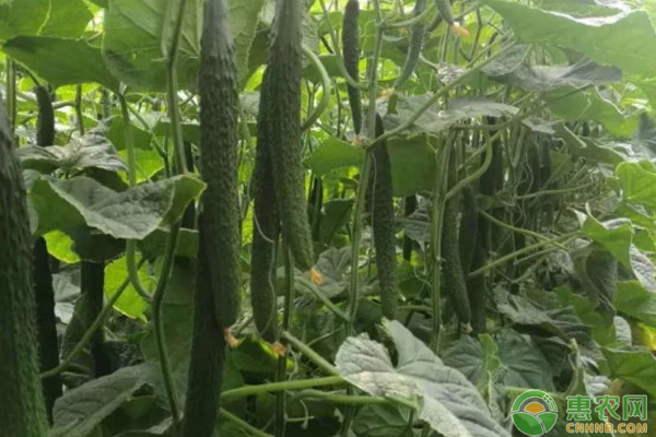 黄瓜的种植方法-图片版权归惠农网所有