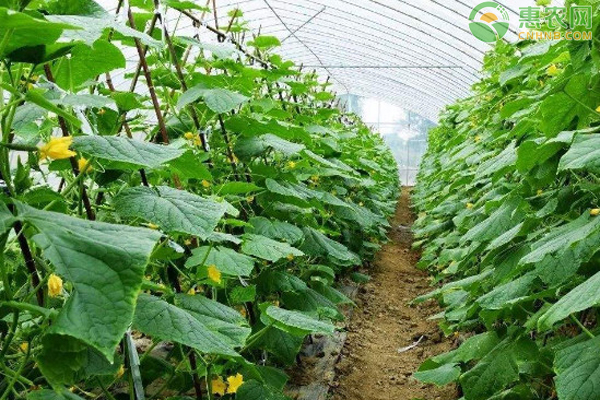 黄瓜的种植方法-图片版权归惠农网所有