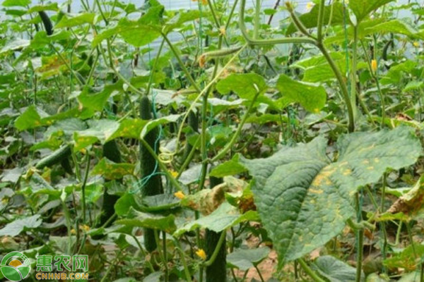 黄瓜的种植方法-图片版权归惠农网所有