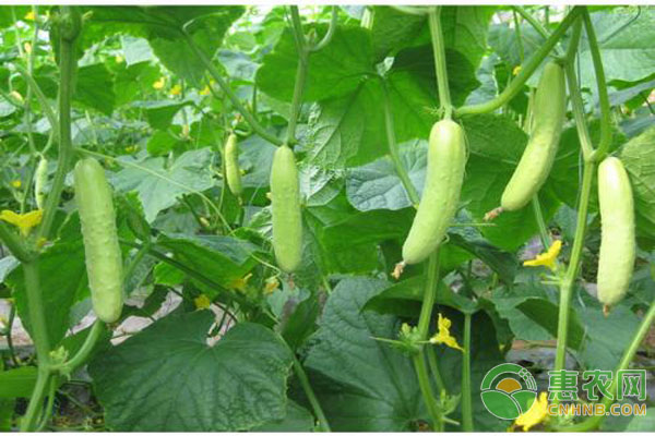 黄瓜价格 黄瓜高产种植技术-图片版权归惠农网所有