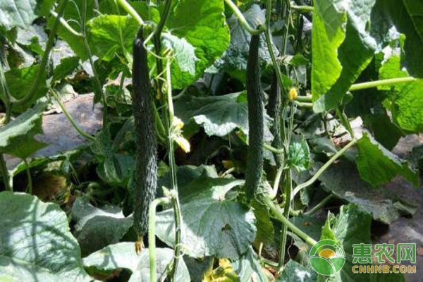 黄瓜种植技术 黄瓜高产种植技术-图片版权归惠农网所有