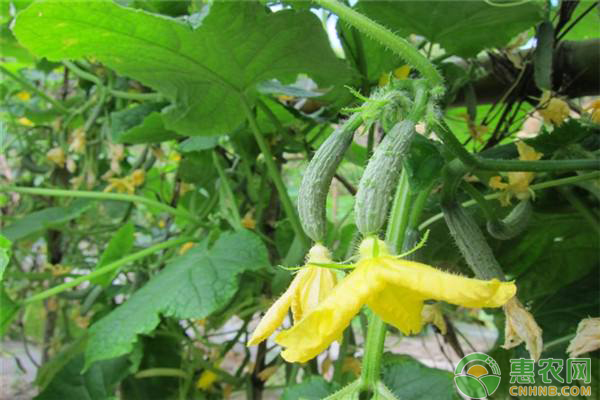 迷你黄瓜怎么种?迷你黄瓜的栽培技术要点 迷你黄瓜怎么种?迷你黄瓜的栽培技术要点-图片版权归惠农网所有