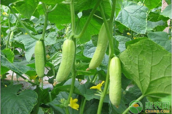 迷你黄瓜怎么种?迷你黄瓜的栽培技术要点 迷你黄瓜怎么种?迷你黄瓜的栽培技术要点-图片版权归惠农网所有