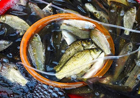 野生鲫鱼和养殖鲫鱼的区别