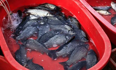 野生鲫鱼和养殖鲫鱼哪个好