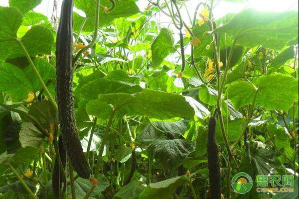 设施黄瓜怎样正确施肥?夏季设施黄瓜施肥建议-图片版权归惠农网所有